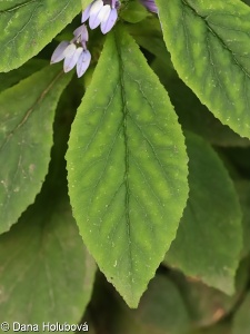 Lobelia siphilitica