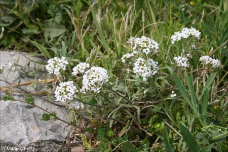 Lobularia maritima &ndash; tařicovka přímořská