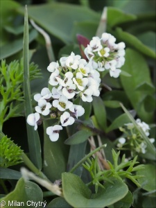 Lobularia maritima &ndash; tařicovka přímořská