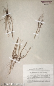 Lolium rigidum subsp. lepturoides – jílek tuhý cizí