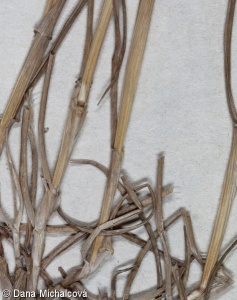 Lolium rigidum subsp. lepturoides – jílek tuhý cizí