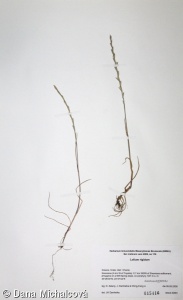 Lolium rigidum subsp. rigidum – jílek tuhý pravý