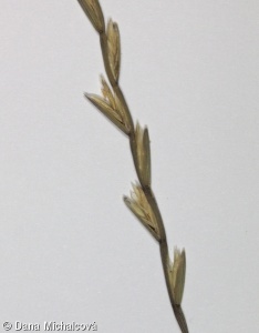 Lolium rigidum subsp. rigidum – jílek tuhý pravý