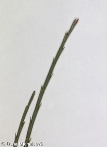 Lolium rigidum subsp. rigidum