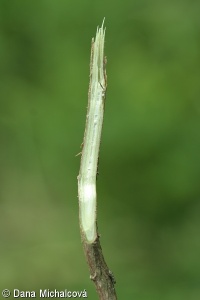 Lonicera nigra