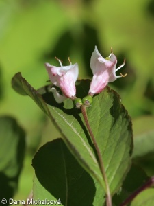 Lonicera nigra