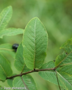 Lonicera nigra – zimolez černý