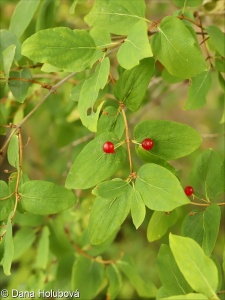 Lonicera tatarica – zimolez tatarský