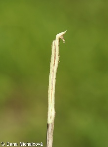 Lonicera xylosteum – zimolez pýřitý. z. obecný