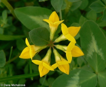 Lotus corniculatus – štírovník růžkatý