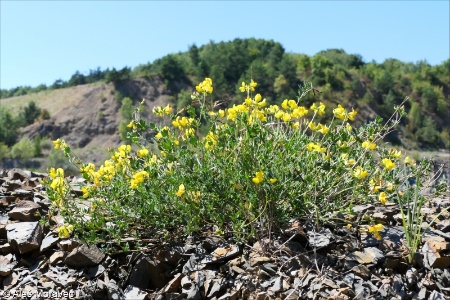 Lotus corniculatus &ndash; štírovník růžkatý