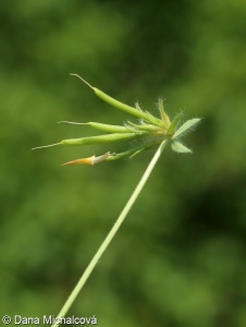 Lotus corniculatus var. hirsutus – štírovník růžkatý chlupatý