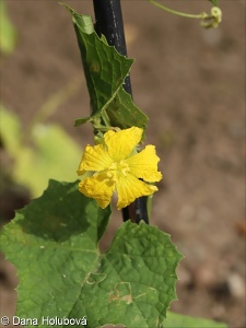 Luffa aegyptiaca