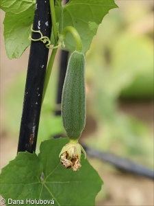 Luffa aegyptiaca