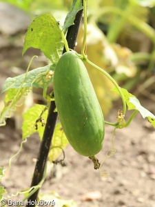 Luffa aegyptiaca