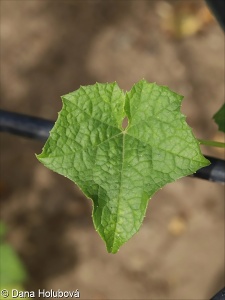 Luffa aegyptiaca