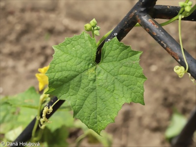 Luffa aegyptiaca