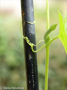 Luffa aegyptiaca