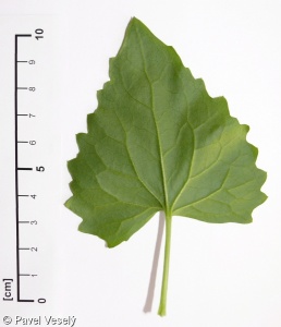 Lunaria annua – měsíčnice roční