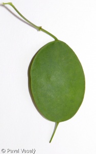 Lunaria annua – měsíčnice roční