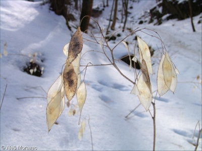 Lunaria rediviva &ndash; měsíčnice vytrvalá