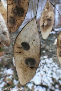 Lunaria rediviva &ndash; měsíčnice vytrvalá