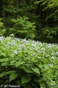 Lunaria rediviva – měsíčnice vytrvalá