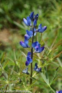 Lupinus angustifolius &ndash; lupina úzkolistá, vlčí bob úzkolistý