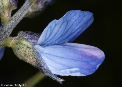 Lupinus angustifolius &ndash; lupina úzkolistá, vlčí bob úzkolistý