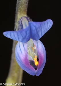 Lupinus angustifolius &ndash; lupina úzkolistá, vlčí bob úzkolistý