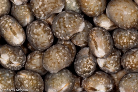 Lupinus angustifolius &ndash; lupina úzkolistá, vlčí bob úzkolistý