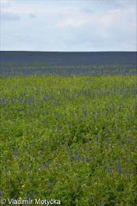 Lupinus angustifolius &ndash; lupina úzkolistá, vlčí bob úzkolistý