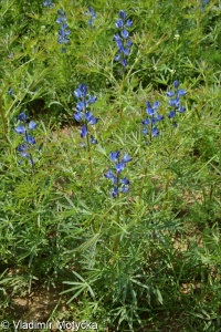 Lupinus angustifolius &ndash; lupina úzkolistá, vlčí bob úzkolistý