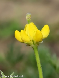 Lupinus luteus – lupina žlutá, vlčí bob žlutý