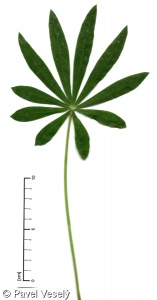 Lupinus polyphyllus – lupina mnoholistá, vlčí bob mnoholistý