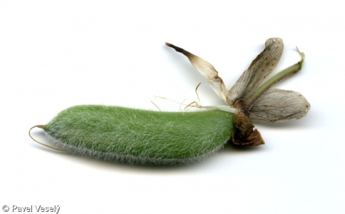 Lupinus polyphyllus – lupina mnoholistá, vlčí bob mnoholistý