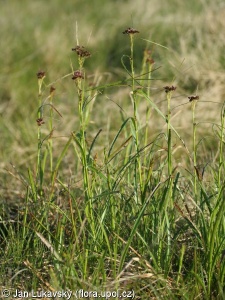 Luzula luzuloides subsp. rubella – bika bělavá měděná