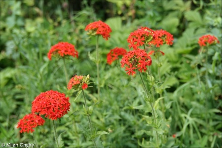 Lychnis chalcedonica &ndash; kohoutek plamenný