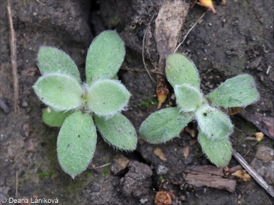 Silene coronaria