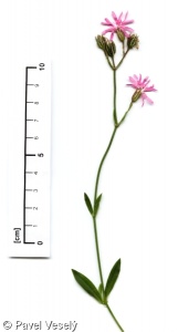 Lychnis flos-cuculi subsp. flos-cuculi – kohoutek luční pravý