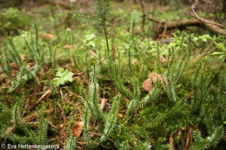 Lycopodium annotinum subsp. annotinum – plavuň pučivá pravá