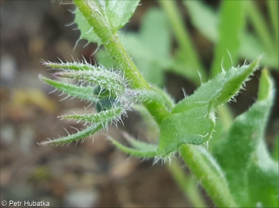 Lycopsis orientalis – prlina východní