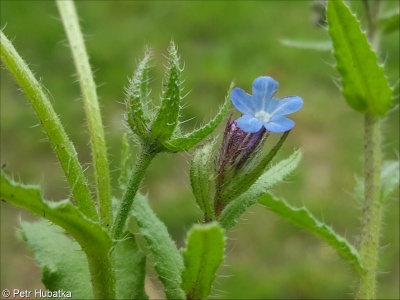 Lycopsis orientalis – prlina východní