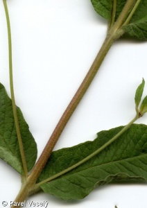 Lysimachia vulgaris – vrbina obecná