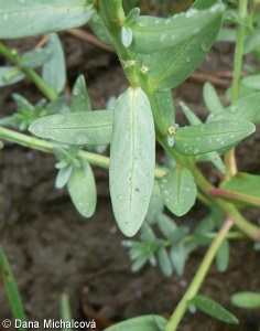 Lythrum hyssopifolia – kyprej yzopolistý