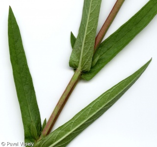 Lythrum salicaria – kyprej vrbice