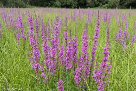 Lythrum salicaria – kyprej vrbice