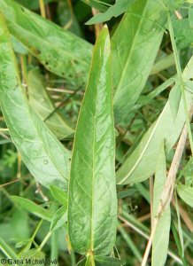 Lythrum salicaria – kyprej vrbice