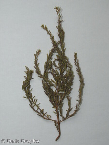 Lythrum tribracteatum