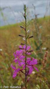 Lythrum virgatum – kyprej prutnatý